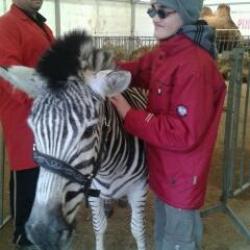 Théo et les animaux sauvages