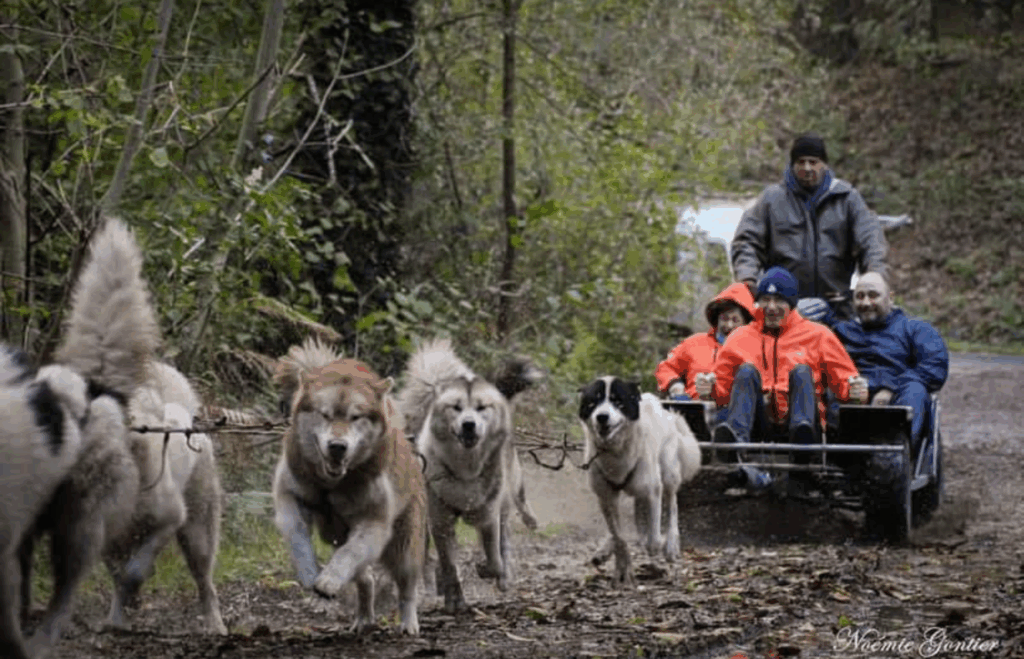 Margot et les chiens de traîneau