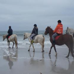 Axelle et les chevaux