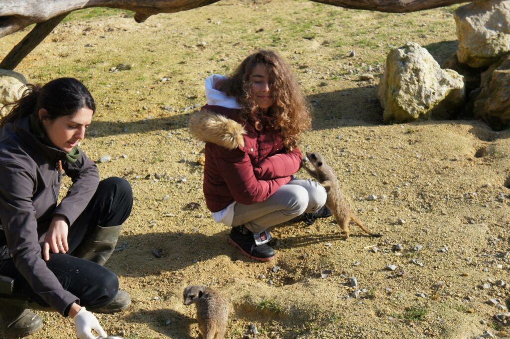 Enya et les surricates